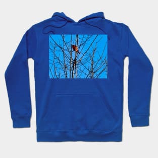 Red Cardinal in a bare Tree Hoodie